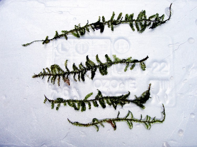 musgo nativo >Vesicularia vesicularis